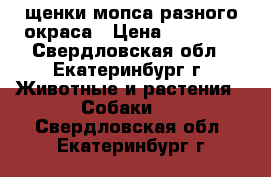 щенки мопса разного окраса › Цена ­ 20 000 - Свердловская обл., Екатеринбург г. Животные и растения » Собаки   . Свердловская обл.,Екатеринбург г.